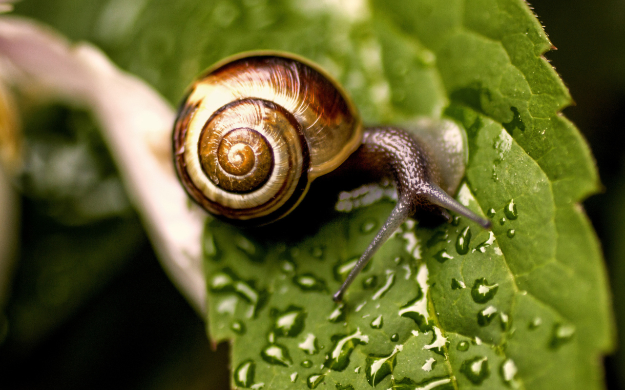 Snail On Leaf wallpaper 1280x800