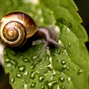 Screenshot №1 pro téma Snail On Leaf 128x128