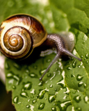 Das Snail On Leaf Wallpaper 128x160