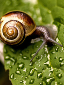 Snail On Leaf wallpaper 132x176