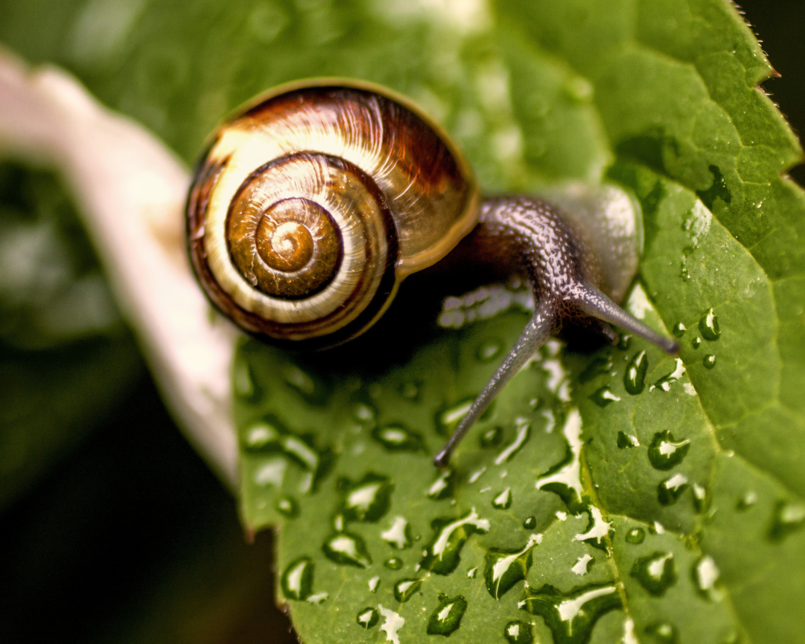 Sfondi Snail On Leaf 1600x1280