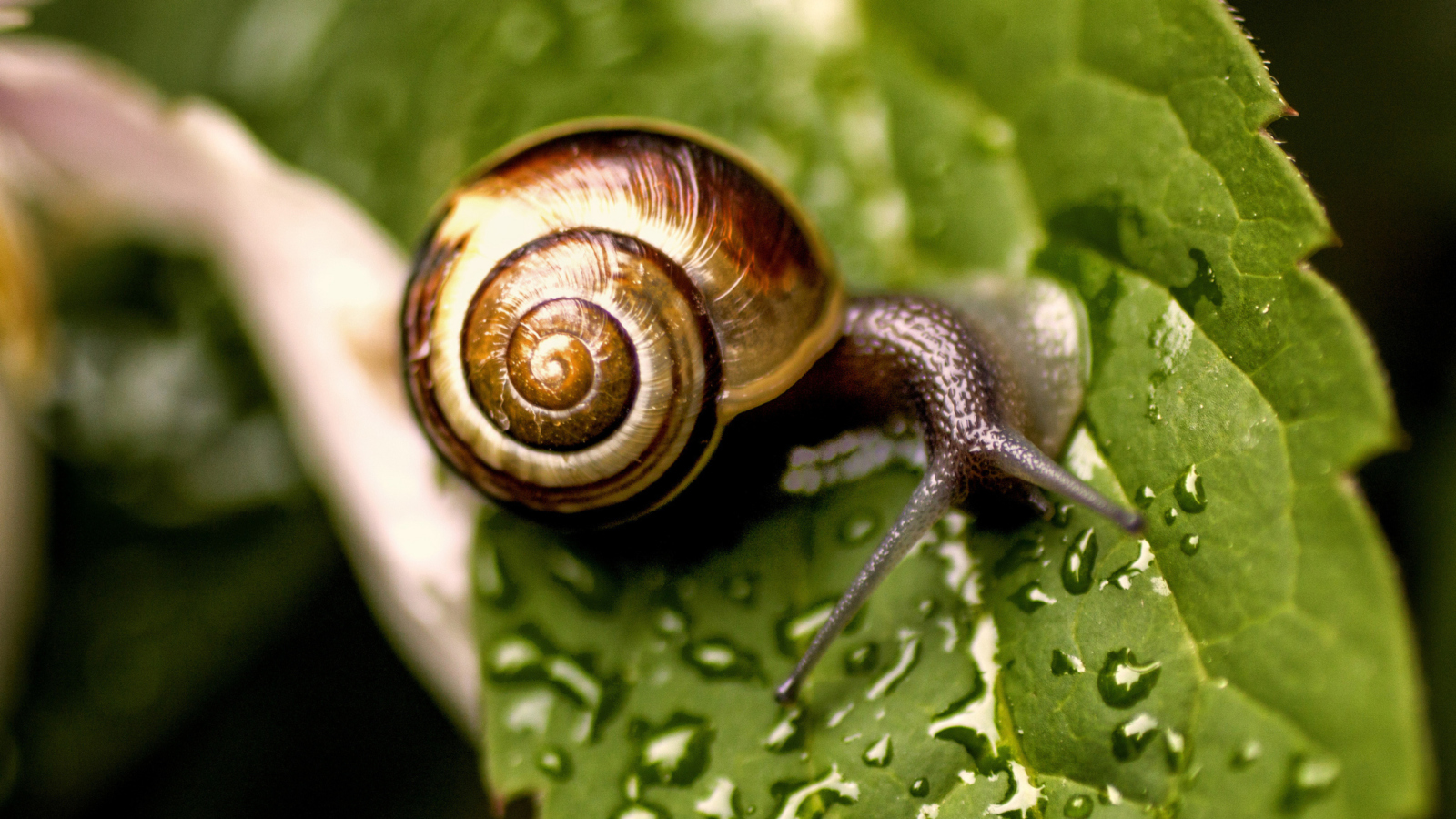 Snail On Leaf screenshot #1 1600x900