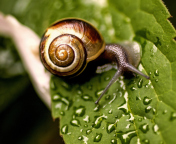 Screenshot №1 pro téma Snail On Leaf 176x144