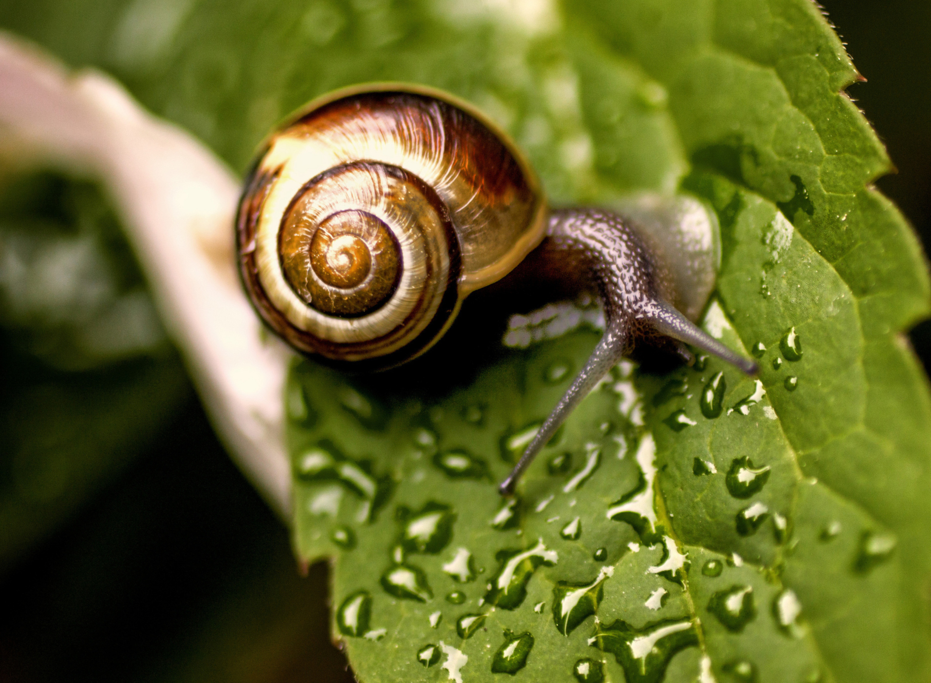 Обои Snail On Leaf 1920x1408