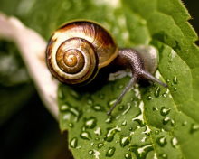 Das Snail On Leaf Wallpaper 220x176
