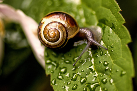 Обои Snail On Leaf 480x320