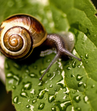 Snail On Leaf - Obrázkek zdarma pro 240x400