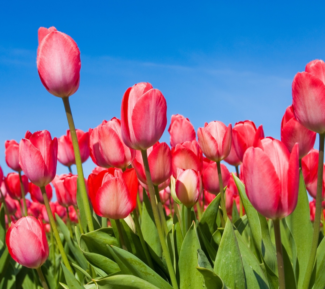 Fondo de pantalla Red Tulips 1080x960