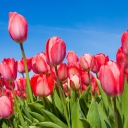 Red Tulips wallpaper 128x128