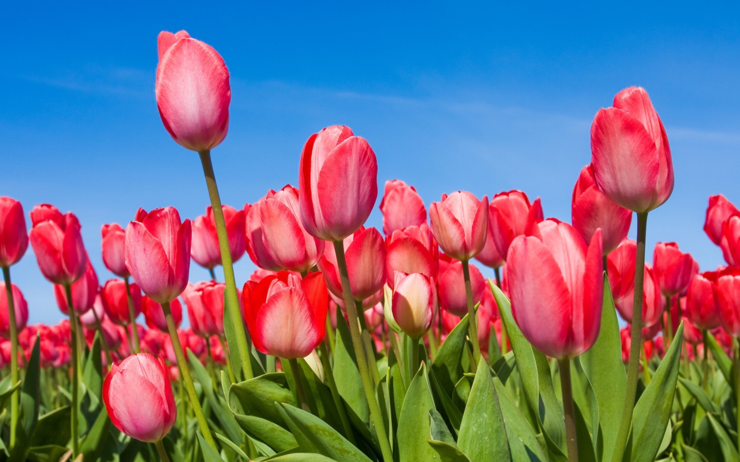 Red Tulips wallpaper 1440x900