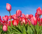 Fondo de pantalla Red Tulips 176x144