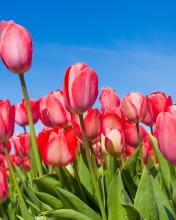 Red Tulips wallpaper 176x220