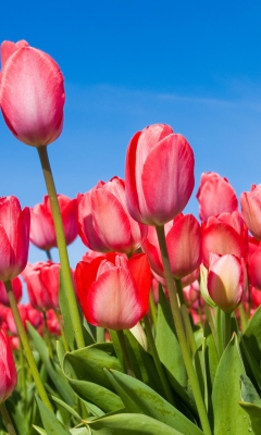 Red Tulips screenshot #1 240x400