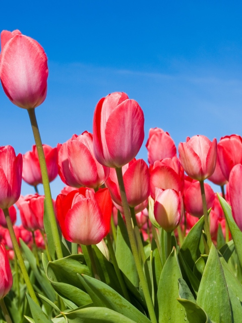 Red Tulips wallpaper 480x640
