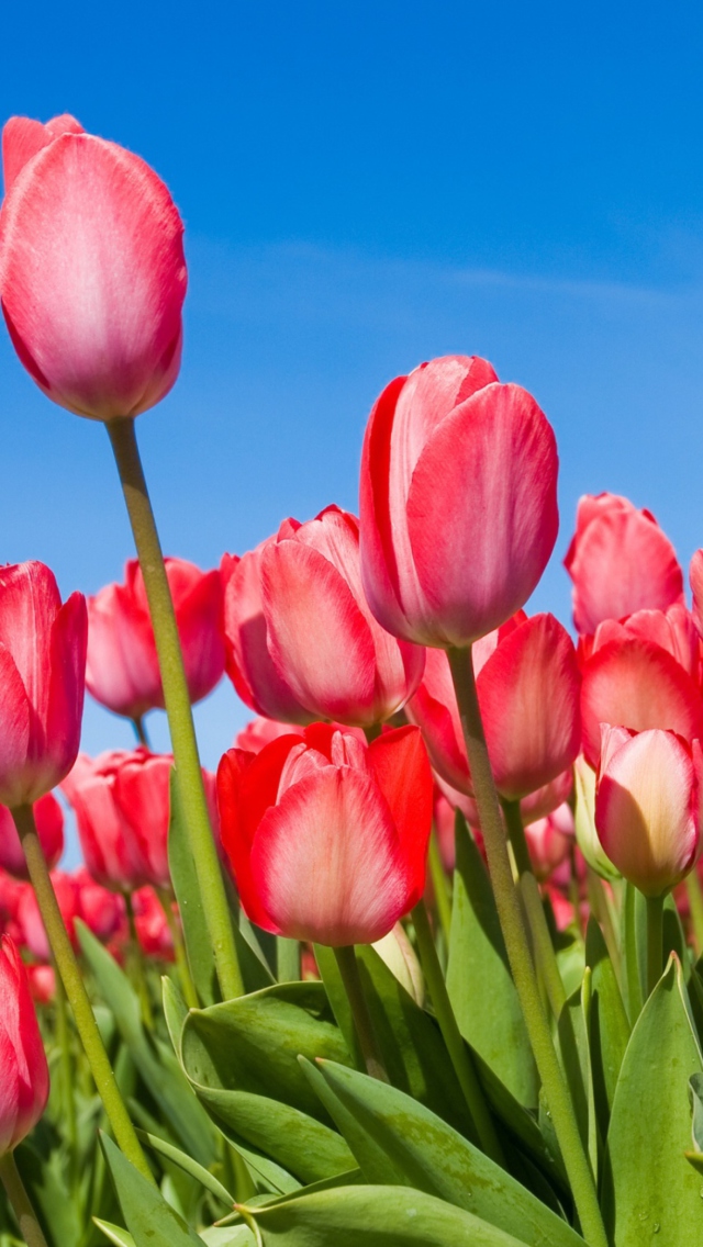 Red Tulips wallpaper 640x1136