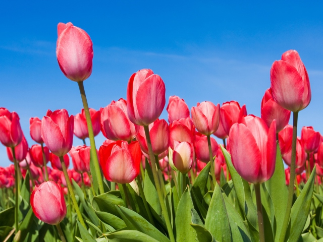 Обои Red Tulips 640x480