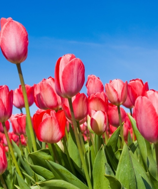Red Tulips sfondi gratuiti per iPhone 4S