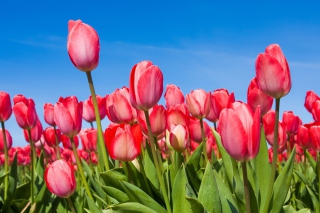 Red Tulips sfondi gratuiti per cellulari Android, iPhone, iPad e desktop