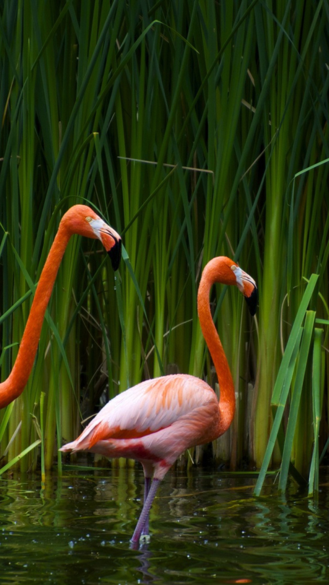 Обои Two Flamingos 1080x1920