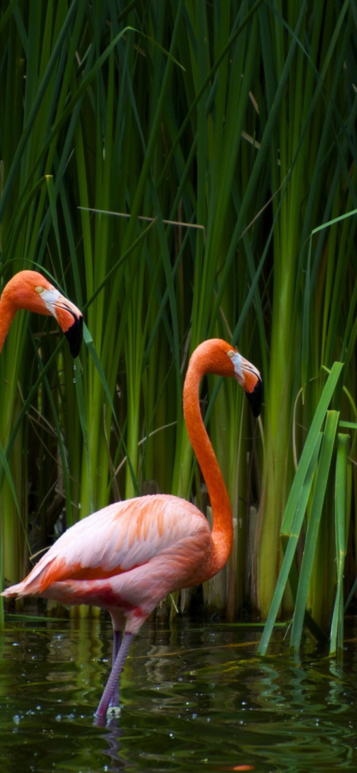 Обои Two Flamingos 1170x2532
