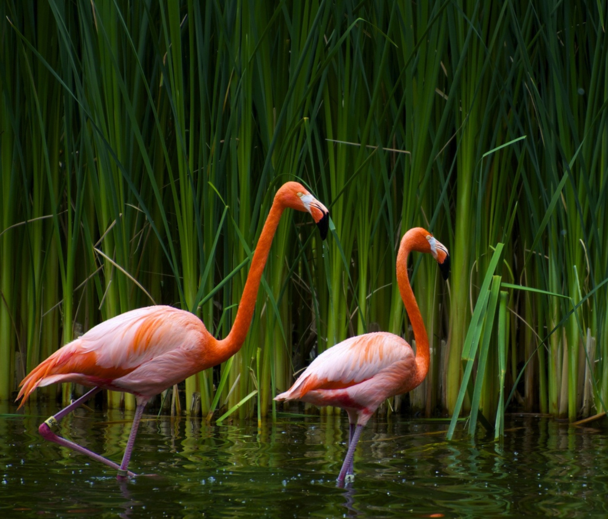 Two Flamingos wallpaper 1200x1024