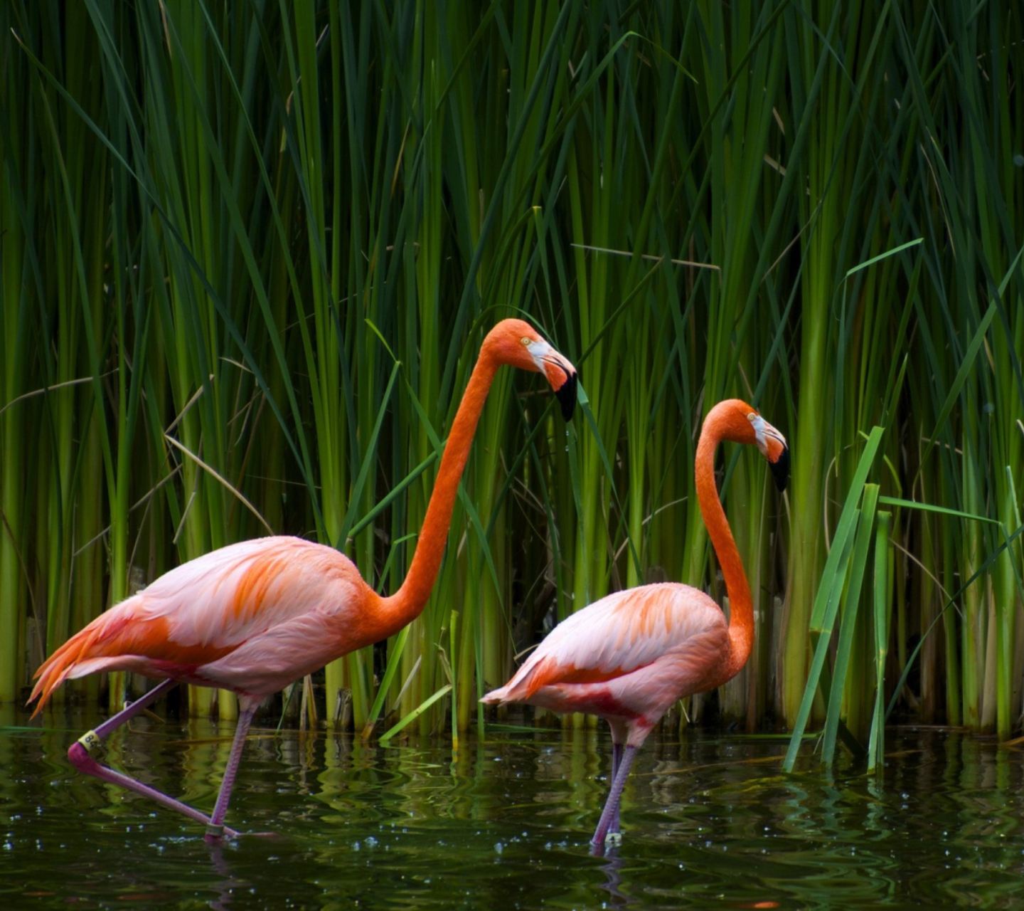 Fondo de pantalla Two Flamingos 1440x1280