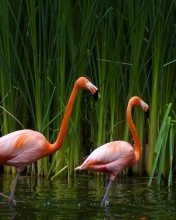 Fondo de pantalla Two Flamingos 176x220