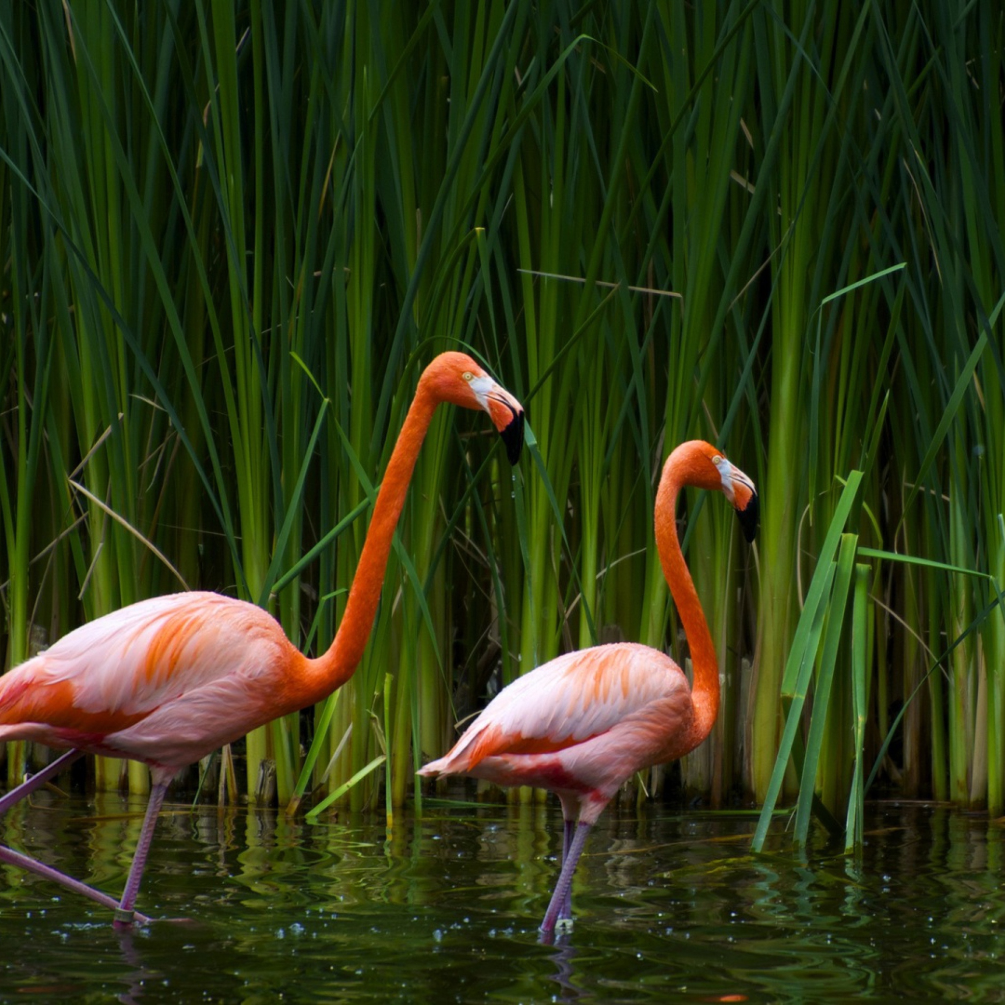 Fondo de pantalla Two Flamingos 2048x2048