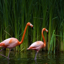 Sfondi Two Flamingos 208x208