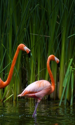 Fondo de pantalla Two Flamingos 240x400