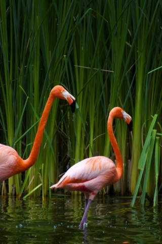 Fondo de pantalla Two Flamingos 320x480