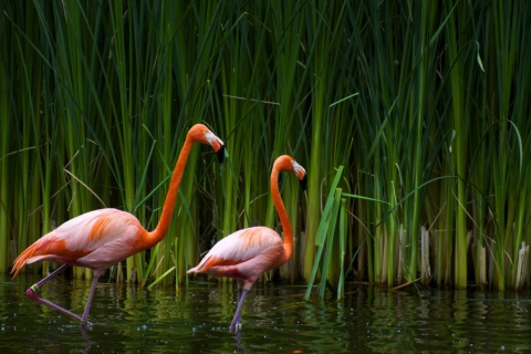 Sfondi Two Flamingos 480x320