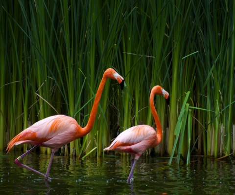 Обои Two Flamingos 480x400