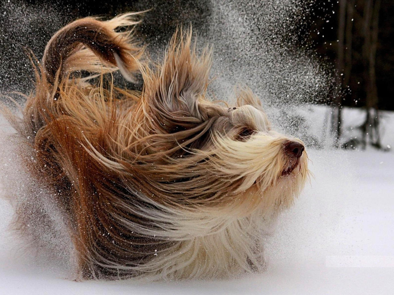 Sfondi Bearded Collie 1280x960