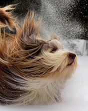 Fondo de pantalla Bearded Collie 176x220