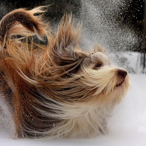 Screenshot №1 pro téma Bearded Collie 208x208