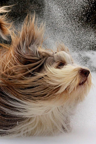 Bearded Collie screenshot #1 320x480