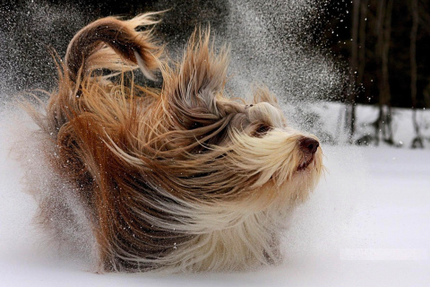 Обои Bearded Collie 480x320