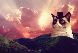 Grumpy Cat Background for 1440x1280