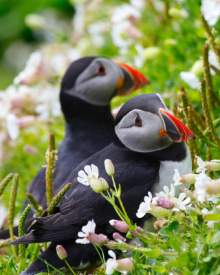 Puffin Birds on Caroline Islands Background for Nokia C1-00