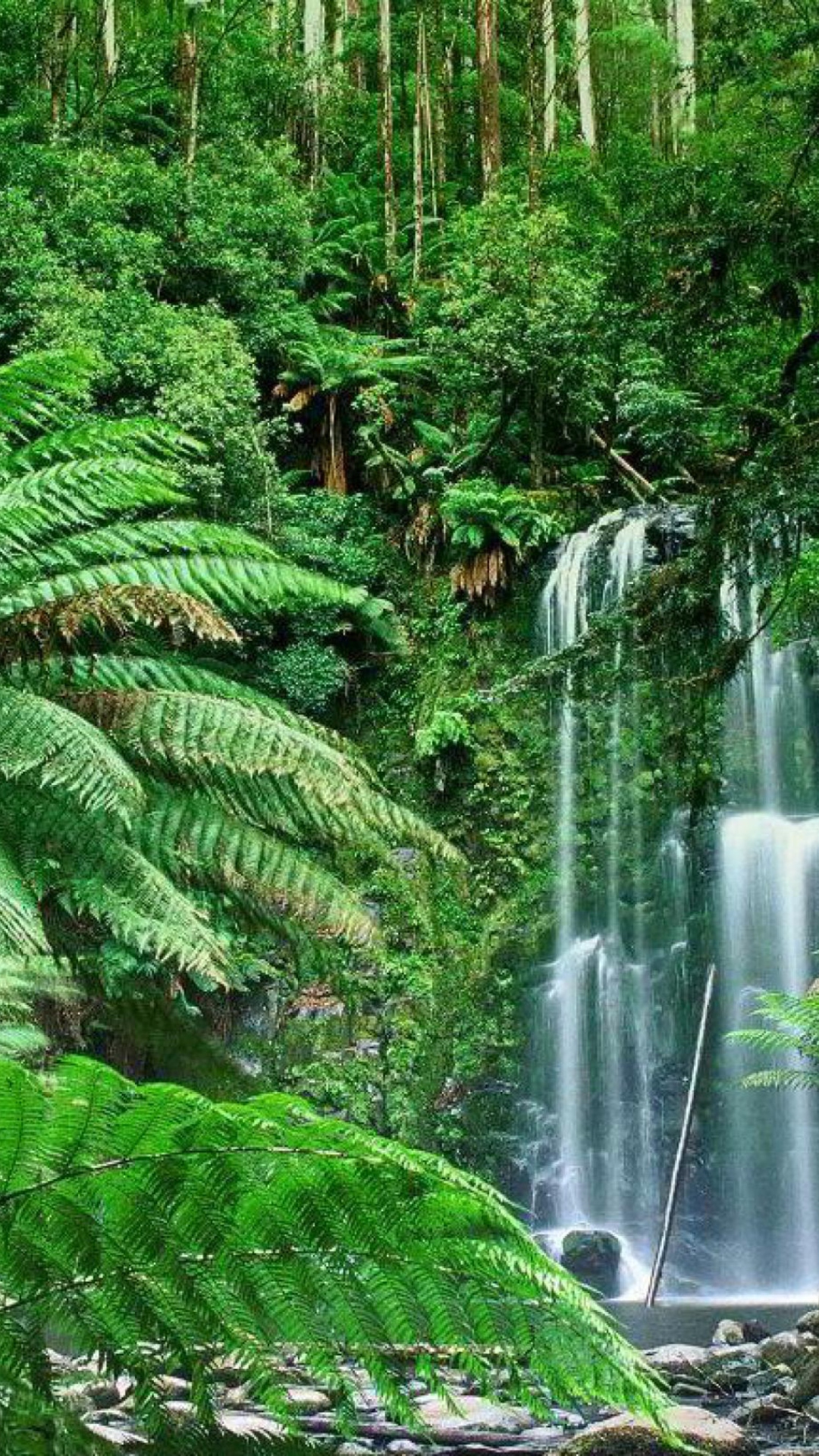 Fondo de pantalla Tropical Forest Waterfall 1080x1920