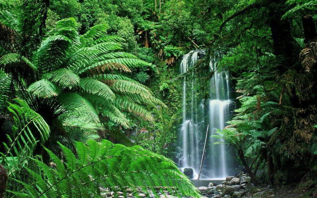 Обои Tropical Forest Waterfall 1280x800