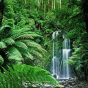 Обои Tropical Forest Waterfall 128x128