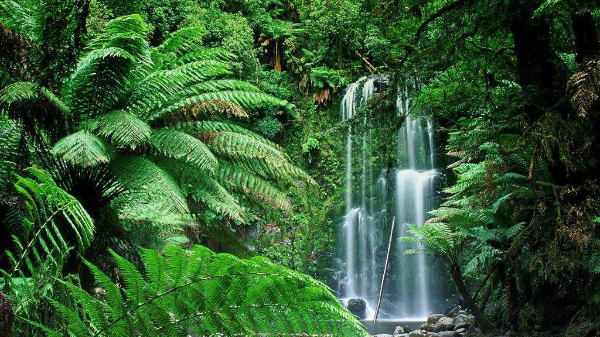 Обои Tropical Forest Waterfall 1920x1080