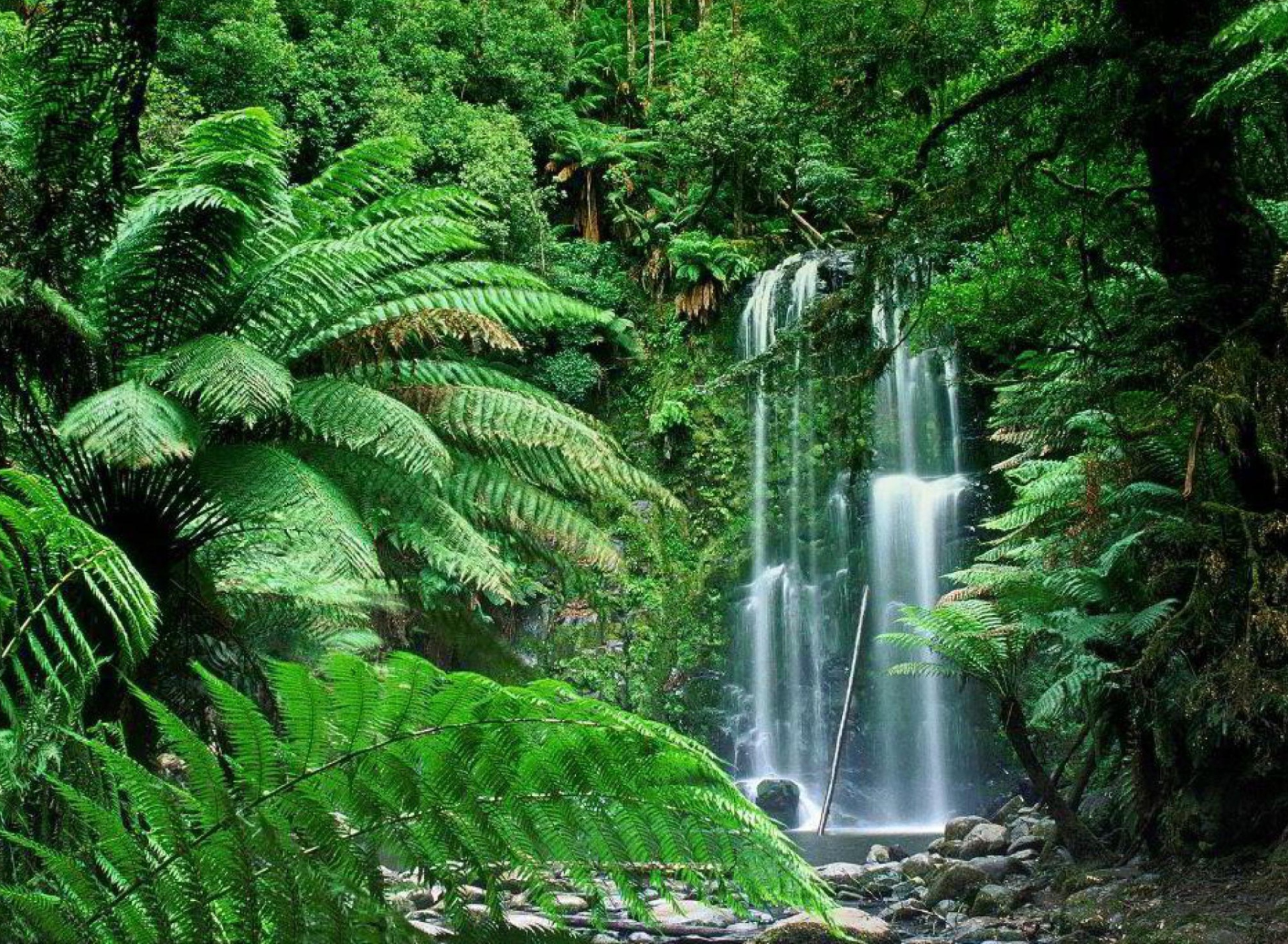 Обои Tropical Forest Waterfall 1920x1408