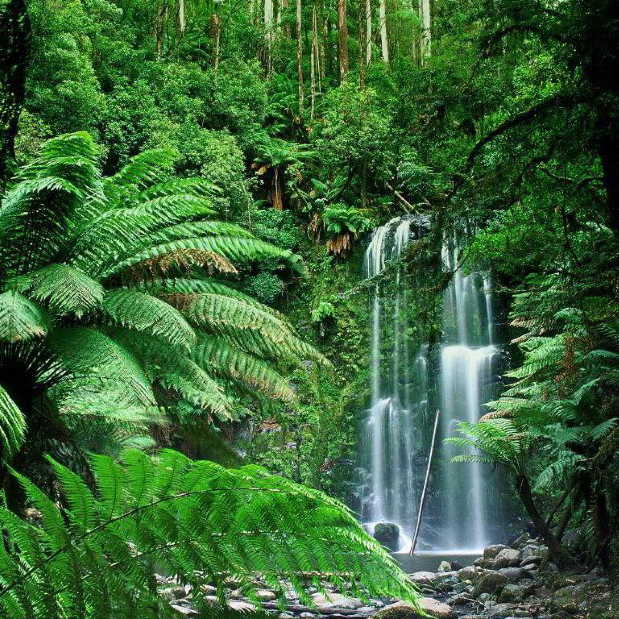 Screenshot №1 pro téma Tropical Forest Waterfall 2048x2048
