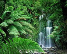 Обои Tropical Forest Waterfall 220x176
