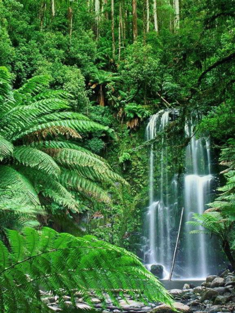 Tropical Forest Waterfall screenshot #1 480x640