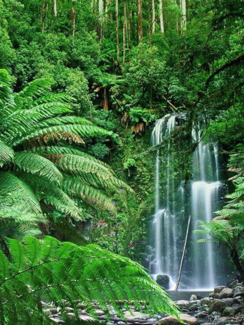 Fondo de pantalla Tropical Forest Waterfall 480x640