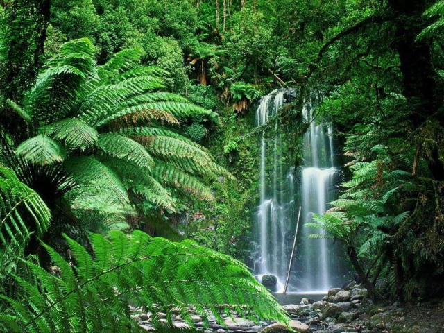 Обои Tropical Forest Waterfall 640x480